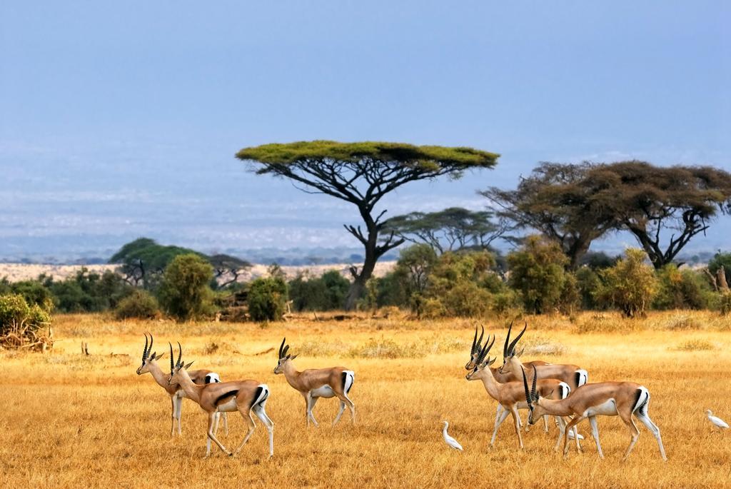 NyakisikuAfrica Safari Selous Nyerere National Park别墅 外观 照片